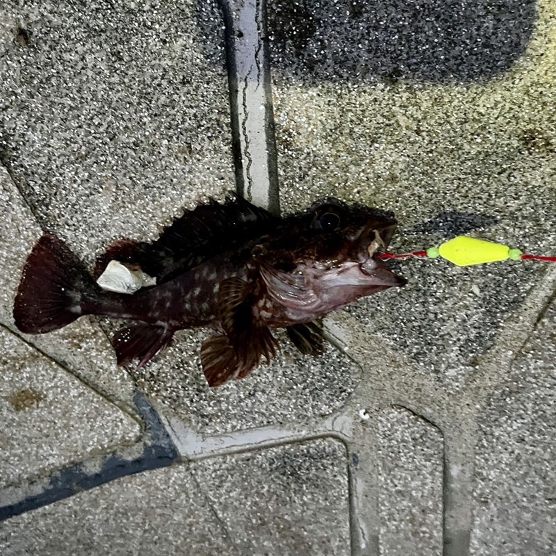 ブラクリグローで釣れたガシラ